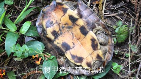 土烏龜 幾內亞彎, 中國